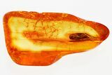 Detailed Fossil Fungus Gnat (Mycetophilidae) In Baltic Amber #381504-1